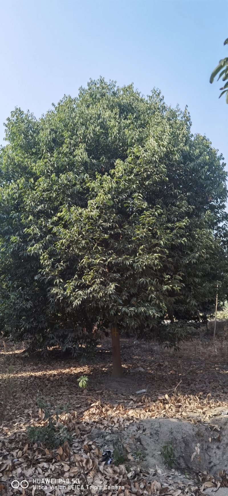 成都天竺桂基地直发价格优惠欢迎咨询实地考察