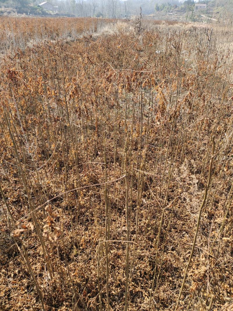 栾树小苗栾树苗各种规格产地直发成活率高诚信经