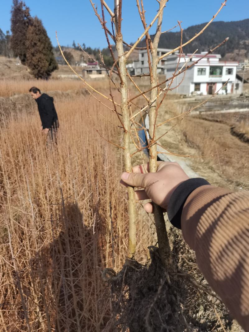 金钱树苗两年苗