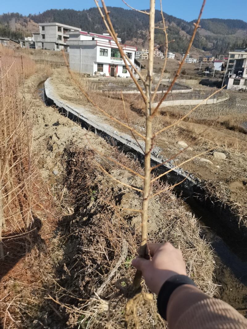 金钱树苗两年苗
