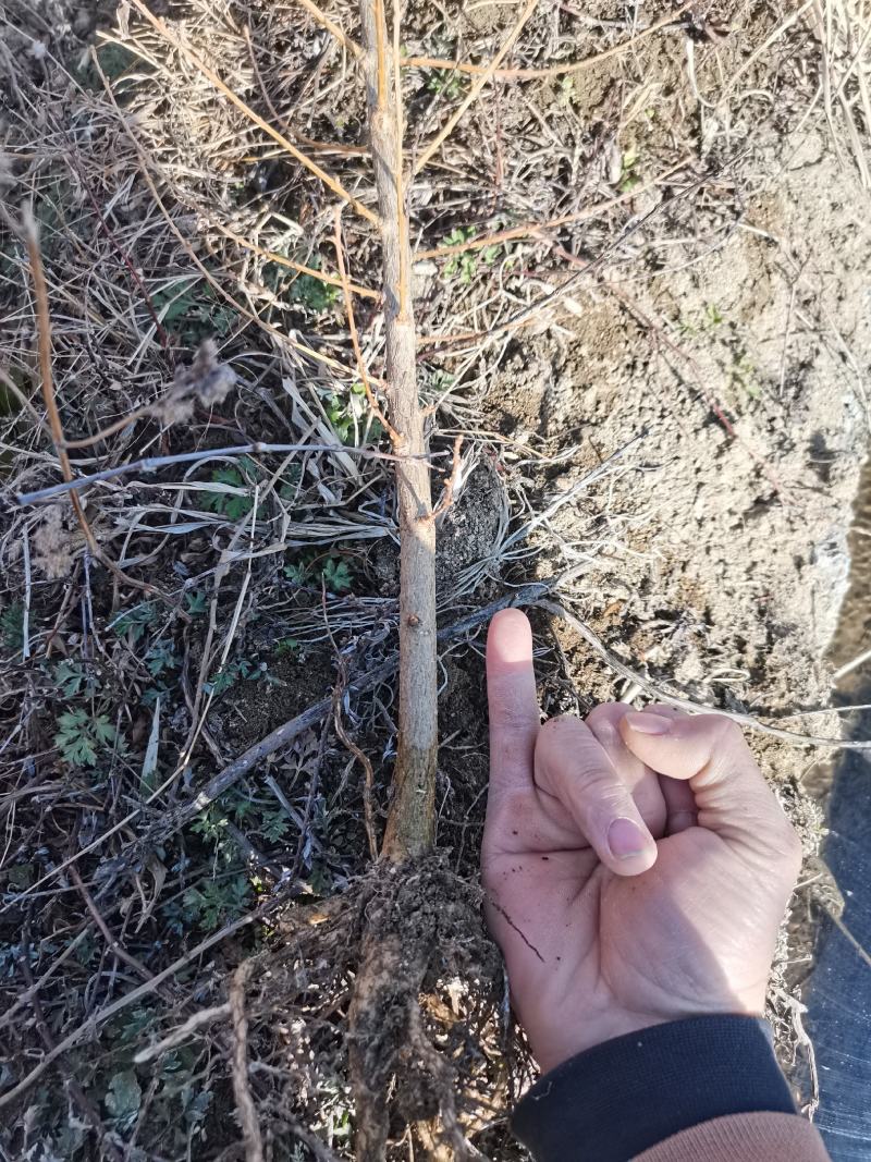 金钱树苗两年苗