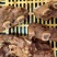 眼肉牛肋排
