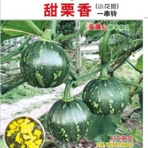 小南瓜种子甜栗香青花皮黄芯肉紧实南瓜味浓结瓜多
