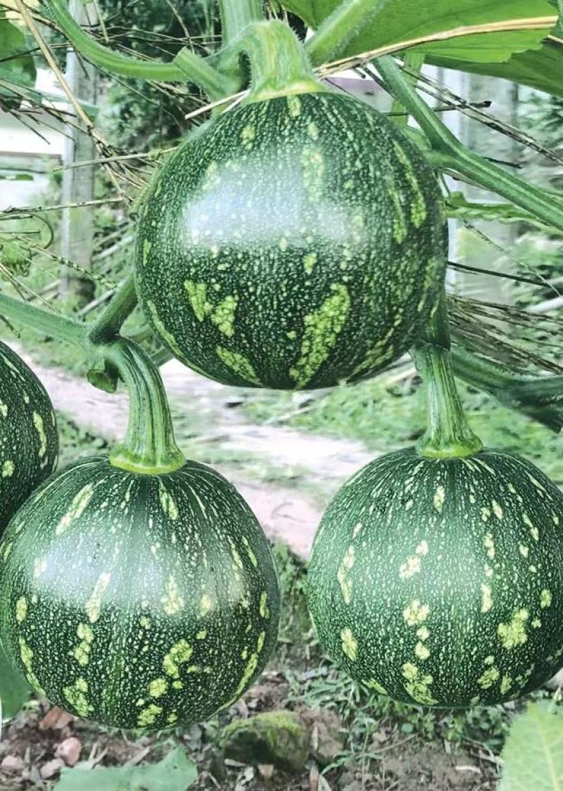 小南瓜种子甜栗香青花皮黄芯肉紧实南瓜味浓结瓜多