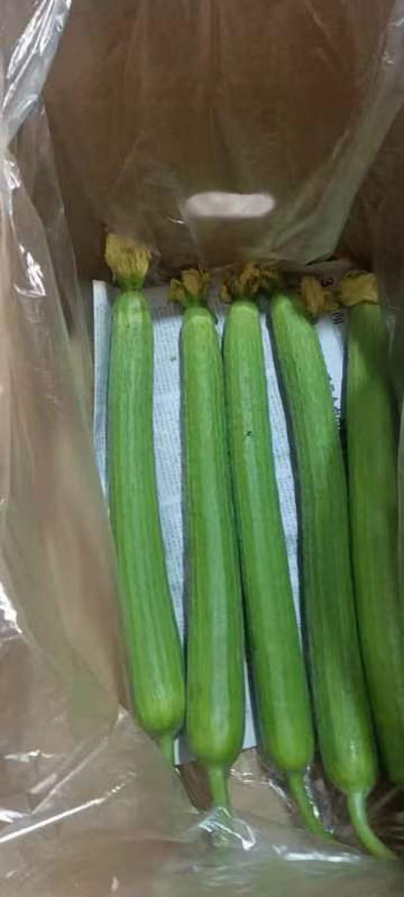 河南优质丝瓜，颜色鲜亮，翠绿，量大从优，欢迎选购！