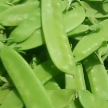 荷兰豆(菜碗豆)