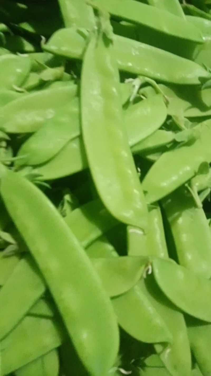 荷兰豆(菜碗豆)