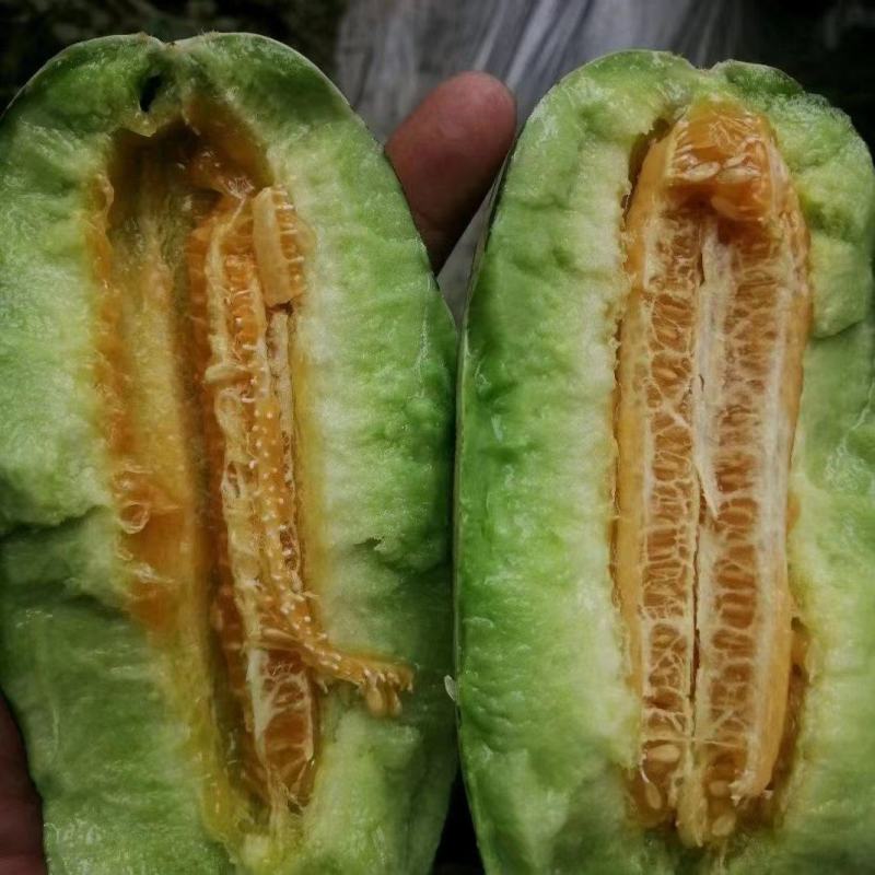青县博洋甜瓜博洋9博洋61，口感酥脆，品相好，欢迎老板采购