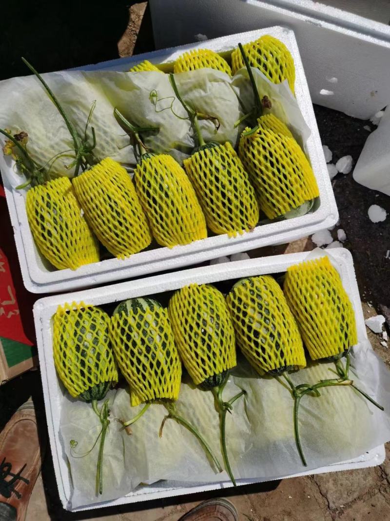 青县博洋甜瓜博洋9博洋61，口感酥脆，品相好，欢迎老板采购
