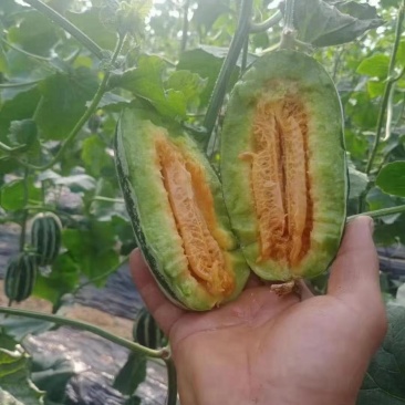 青县博洋甜瓜博洋9博洋61,口感酥脆,品相好,欢迎老板采购