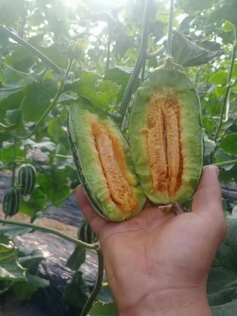 青县博洋甜瓜博洋9博洋61，口感酥脆，品相好，欢迎老板采购