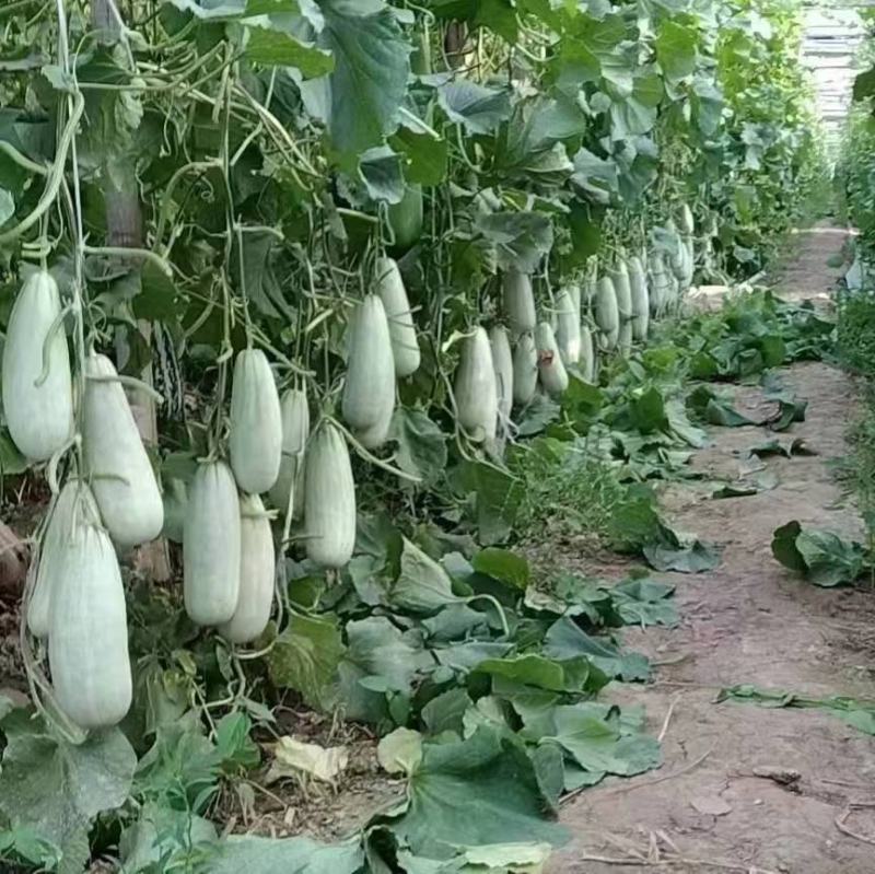 青县博洋甜瓜博洋9博洋61，口感酥脆，品相好，欢迎老板采购