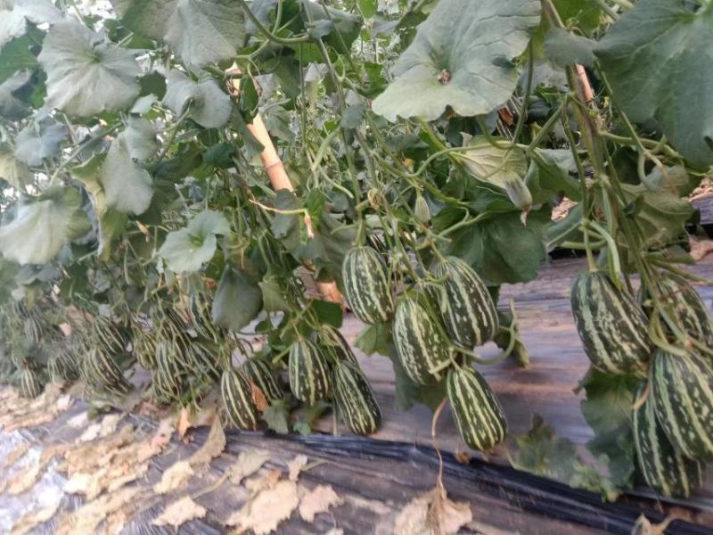 青县博洋甜瓜博洋9博洋61，口感酥脆，品相好，欢迎老板采购
