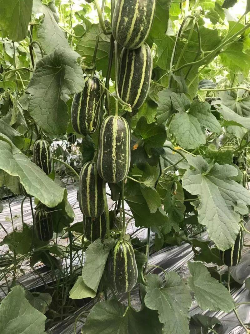 青县博洋甜瓜博洋9博洋61，口感酥脆，品相好，欢迎老板采购