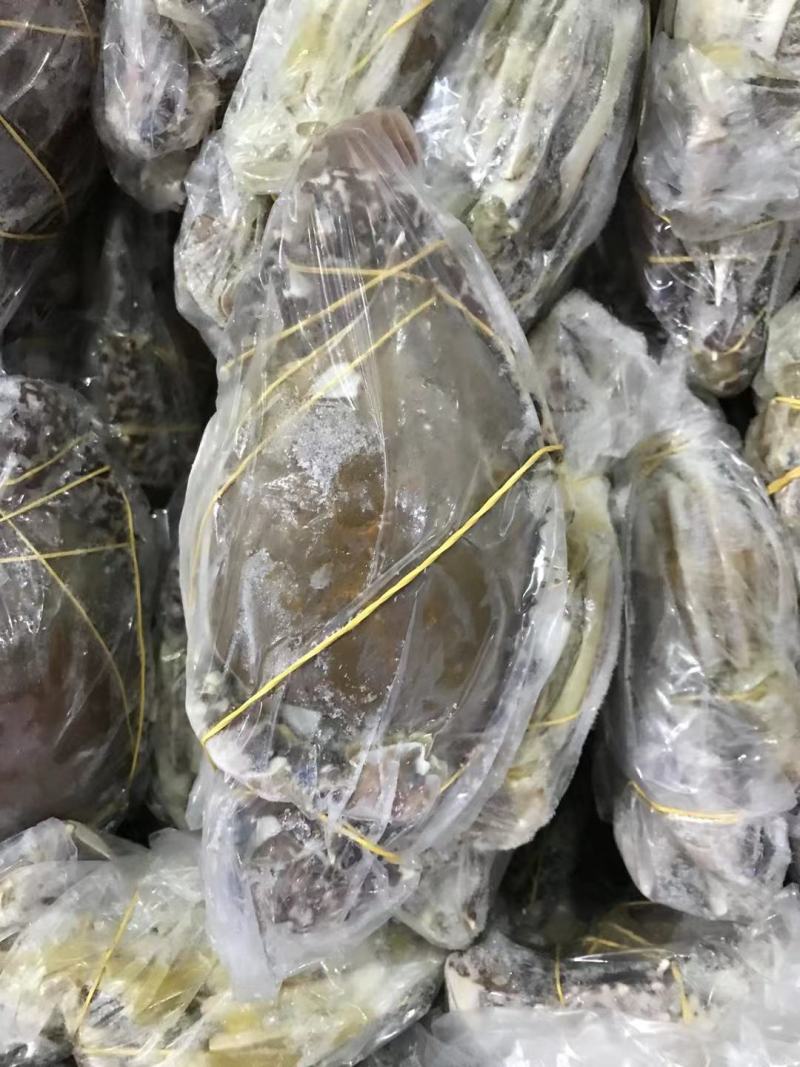正蟹正蟹兰花蟹大螃蟹蟹大螃蟹螃蟹螃蟹