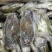 正蟹正蟹兰花蟹大螃蟹蟹大螃蟹螃蟹螃蟹