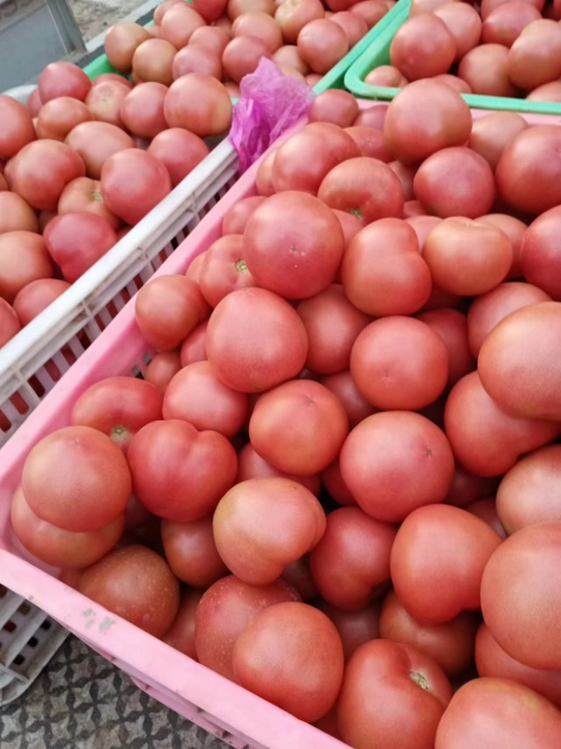 定陶精品硬粉西红柿大量现货电商市场超市都供