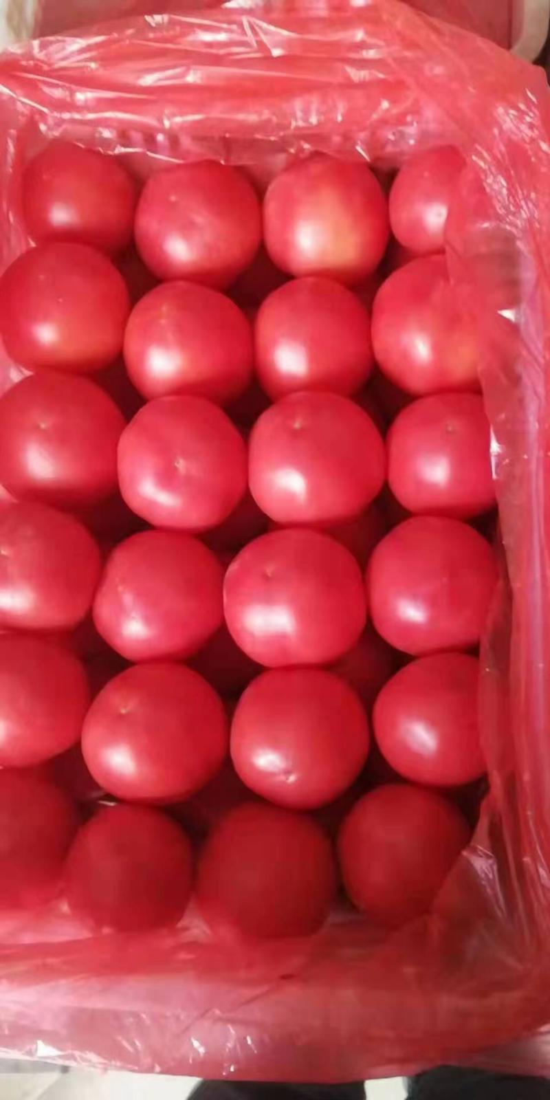 晚茬硬粉西红柿大量上市，货源充足，质量保证，实力代收