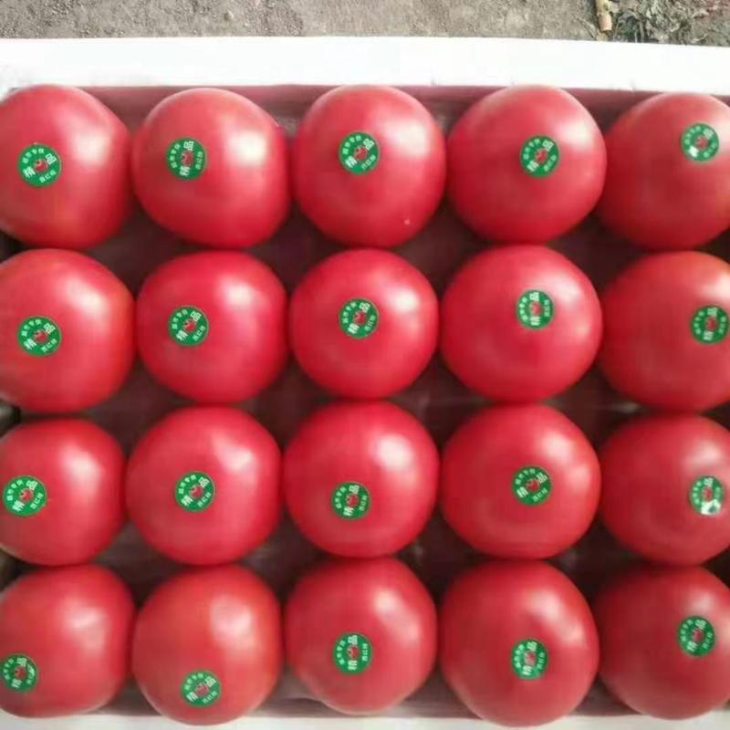 晚茬硬粉西红柿大量上市，货源充足，质量保证，实力代收