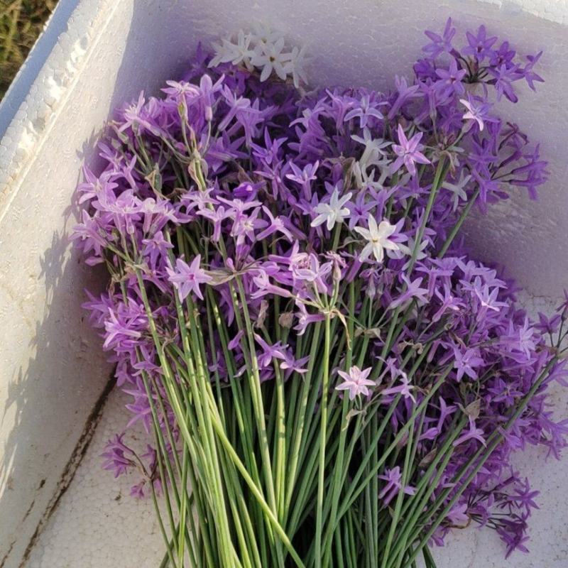 紫娇花