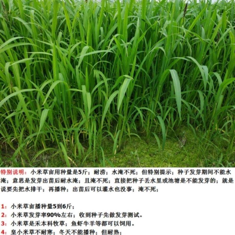 小米草种子稗子草雀叶稗种子养殖专用水草种子鱼虾蟹牧草种子