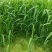 小米草种子稗子草雀叶稗种子养殖专用水草种子鱼虾蟹牧草种子