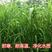 小米草种子稗子草雀叶稗种子养殖专用水草种子鱼虾蟹牧草种子