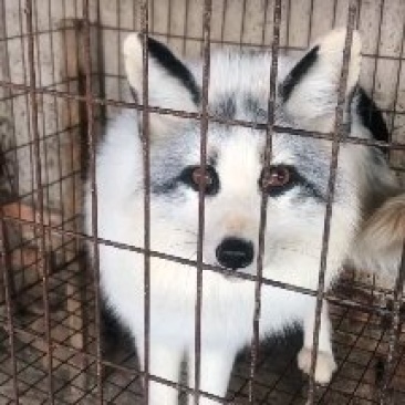 狐狸养殖基地，观赏白狐特价包邮！山东白狐市场价格！