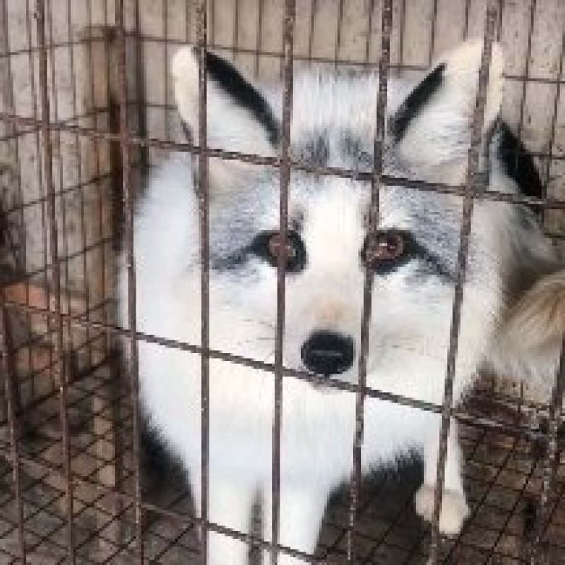 狐狸养殖基地，观赏白狐特价包邮！山东白狐市场价格！