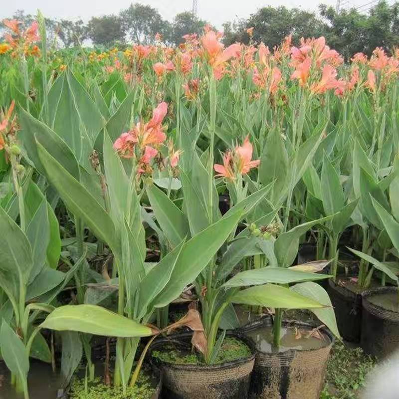 美人蕉美人蕉种子水生植物美人蕉种子红花美人蕉种子水生植物