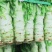 精品莴笋欢迎新老客户过来采购