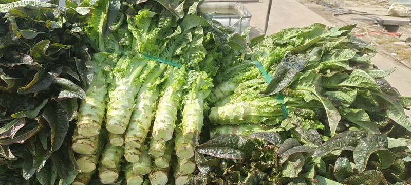 精品莴笋欢迎新老客户过来采购