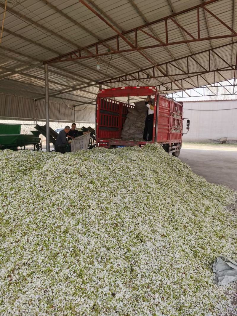 梨树授粉用活性花粉