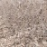 0.8以上枣树苗