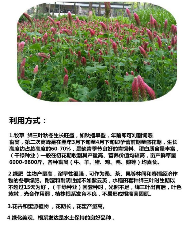 绛三叶种子果园绿肥种子地中海三叶草果园花卉蜜源鸡鸭牛羊鱼