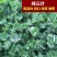 绛三叶种子果园绿肥种子地中海三叶草果园花卉蜜源鸡鸭牛羊鱼
