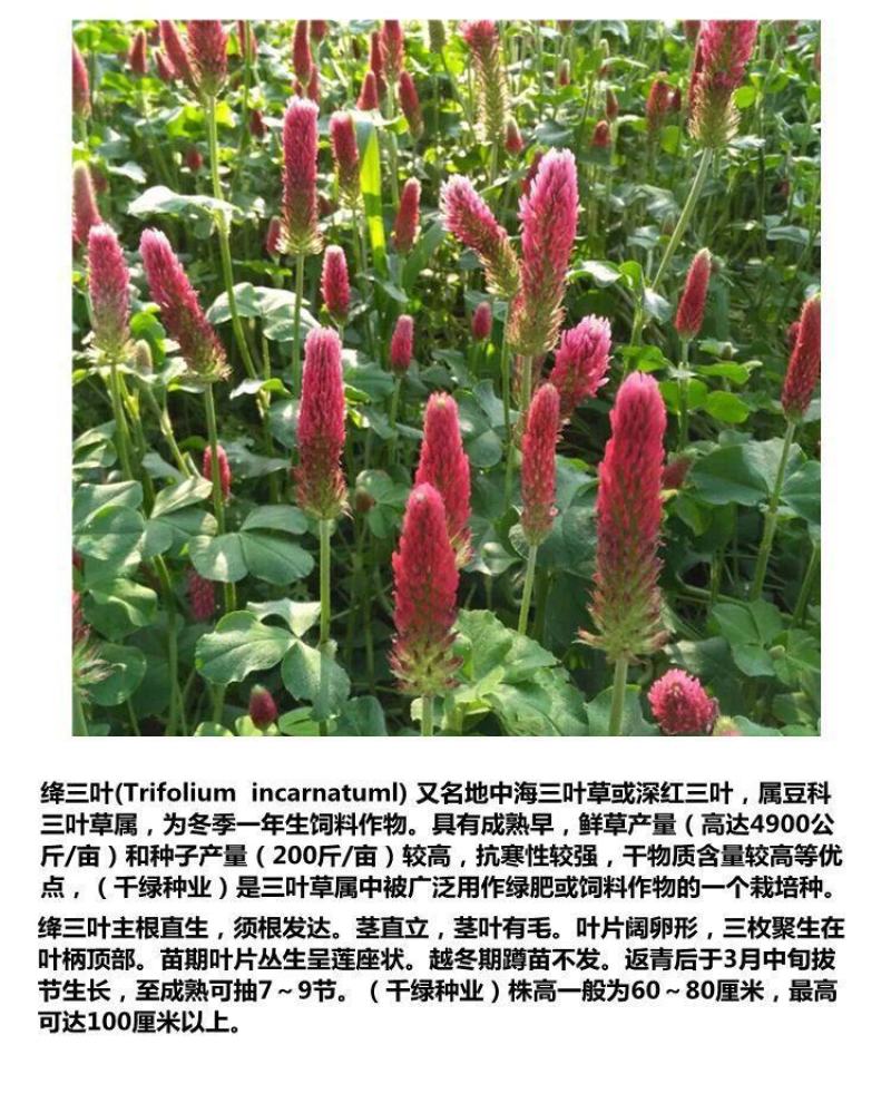 绛三叶种子果园绿肥种子地中海三叶草果园花卉蜜源鸡鸭牛羊鱼