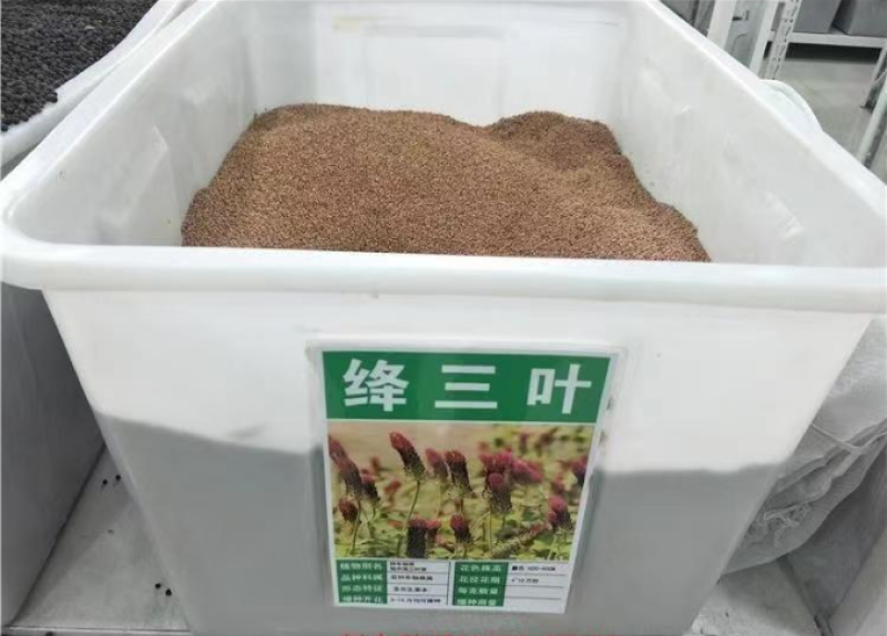 绛三叶种子果园绿肥种子地中海三叶草果园花卉蜜源鸡鸭牛羊鱼