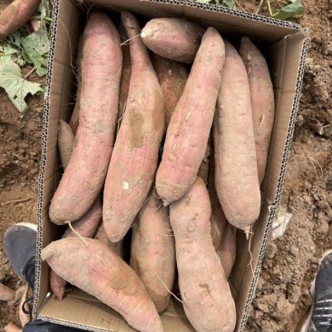 【牛商推荐】山东夏津地瓜产业基地大量供应白心哈密地瓜