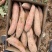 【牛商推荐】山东夏津地瓜产业基地大量供应白心哈密地瓜