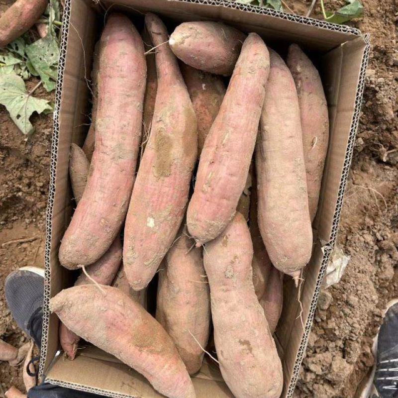 【牛商推荐】山东夏津地瓜产业基地大量供应白心哈密地瓜