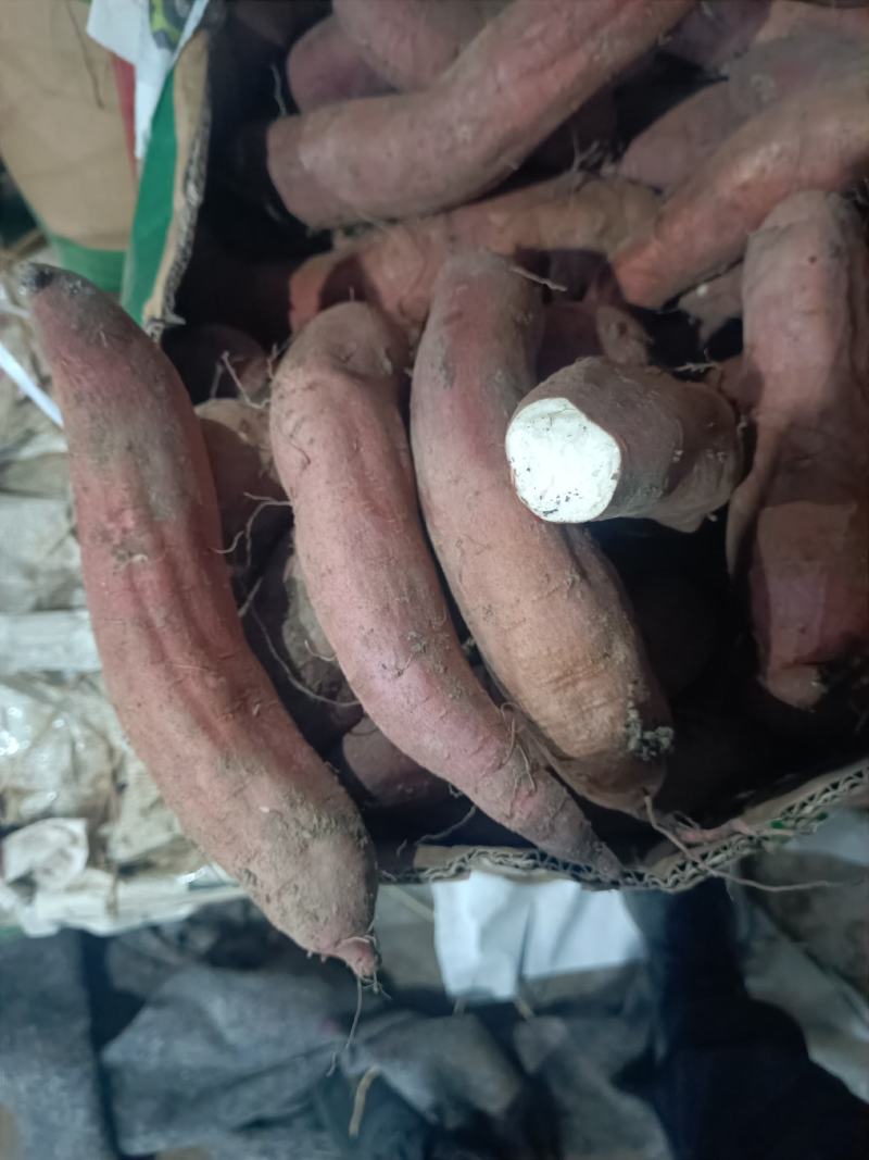 【牛商推荐】山东夏津地瓜产业基地大量供应白心哈密地瓜