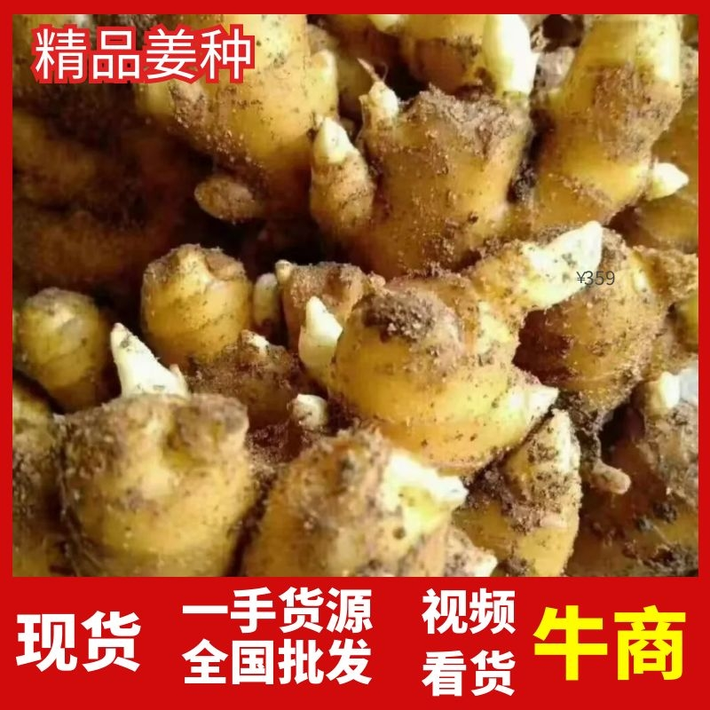 二黄姜种产量高货源充足稳定优质高产一手货源欢迎选