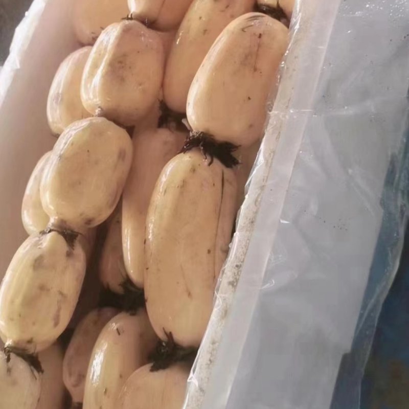 优选咸宁白莲藕泡沫箱保鲜冷藏保质保量对接商超市场