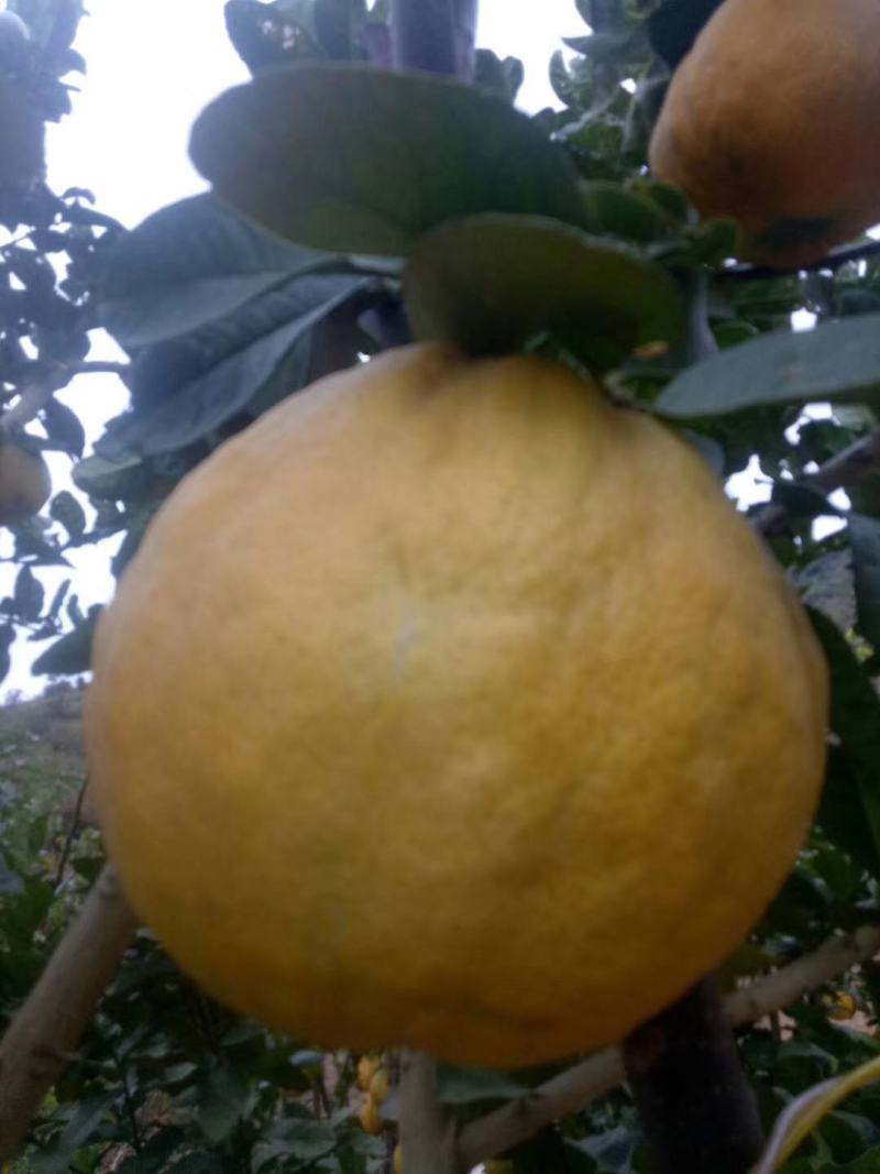 香橼