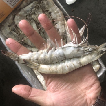 30/40大虾虾带壳虾冷冻虾