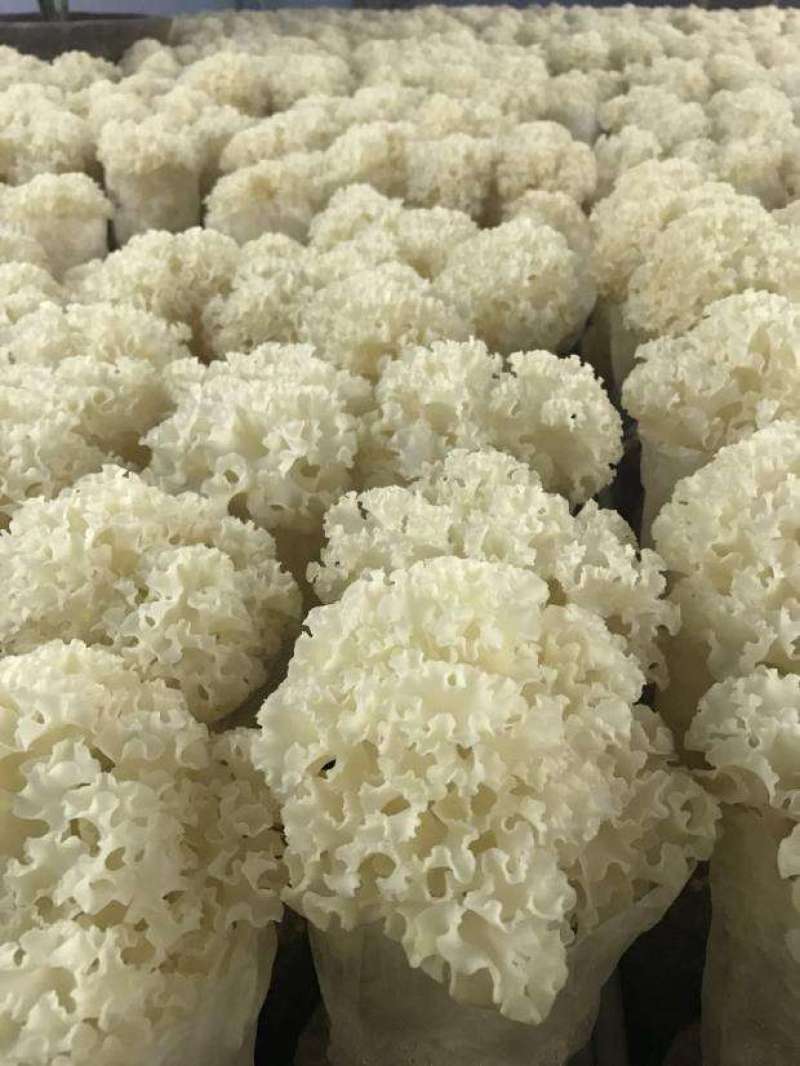 绣球菌