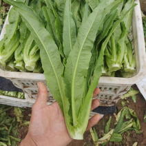 精品油麦菜产地直发大量供应规格齐全保质保量