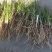 知母苗基地供应购销各种中药材，知母片直销