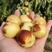 枣树苗沾化冬枣二代一代基地直发保品种保质量南北方种植